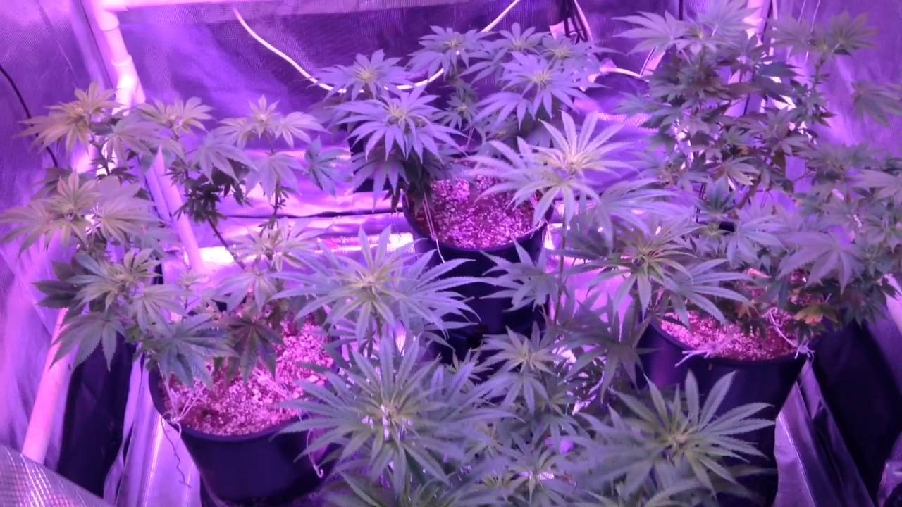 Vegamatrix Grow: Day 9 Flower & Veg Update