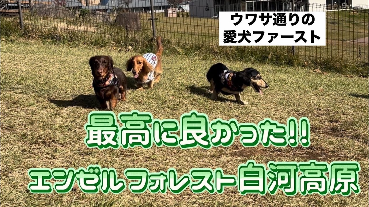 お犬様の楽園で祝う愛犬の誕生日