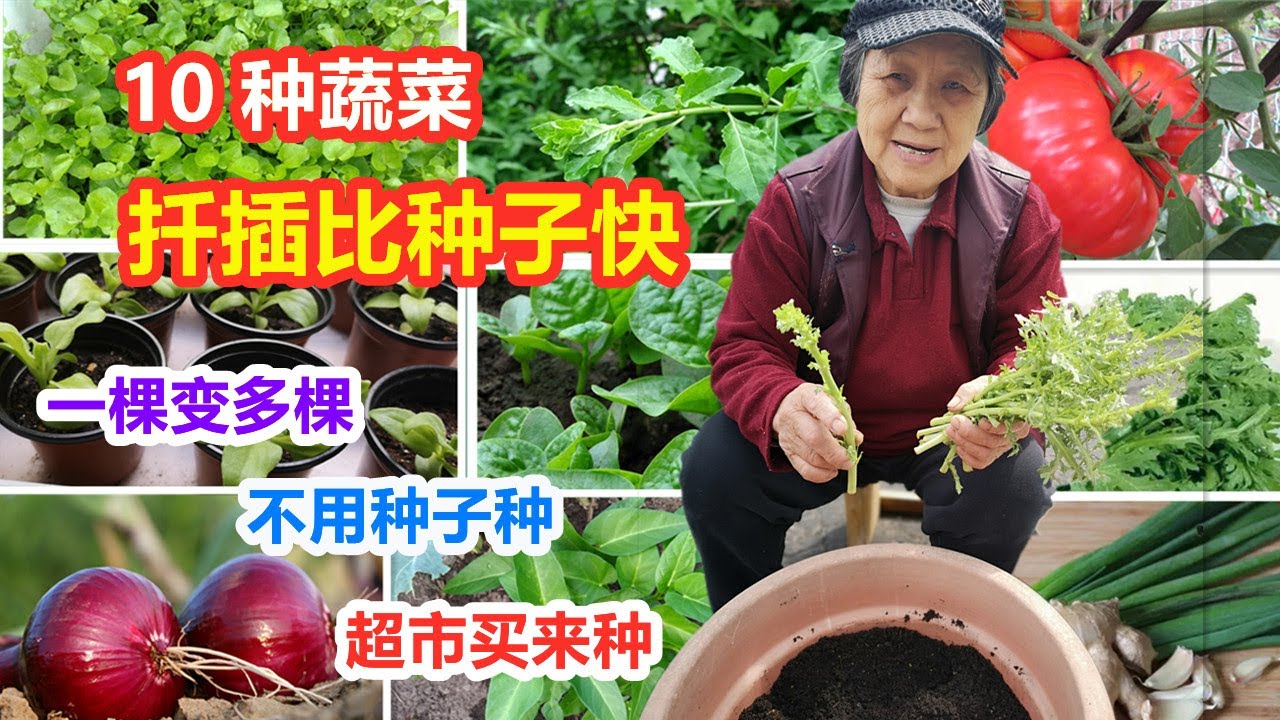 种菜妙招, 10种扦插/分根比用种子种更快的菜，一棵变多棵，没有种子也不要紧 10 vegetables how to grow faster