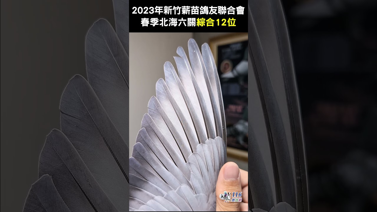 【入賞鴿】2023新竹薪苗春季北海六關綜合12位丨T23-907551