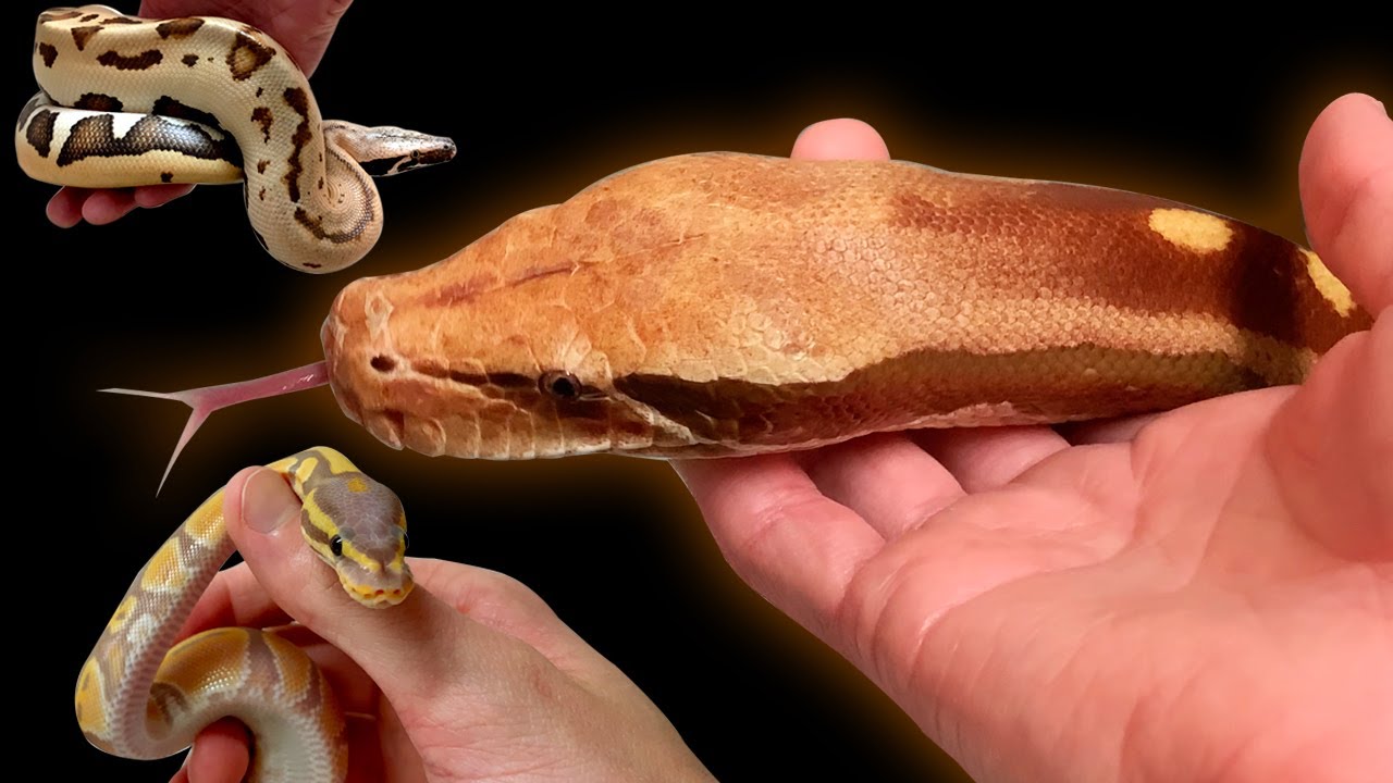 Socializing Blood Pythons and Ball Pythons | Tips To Socialize Your Snake | BallPythons9