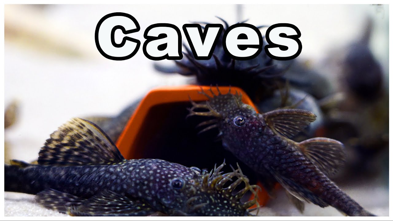 How To Save Money on Aquarium Fish Caves