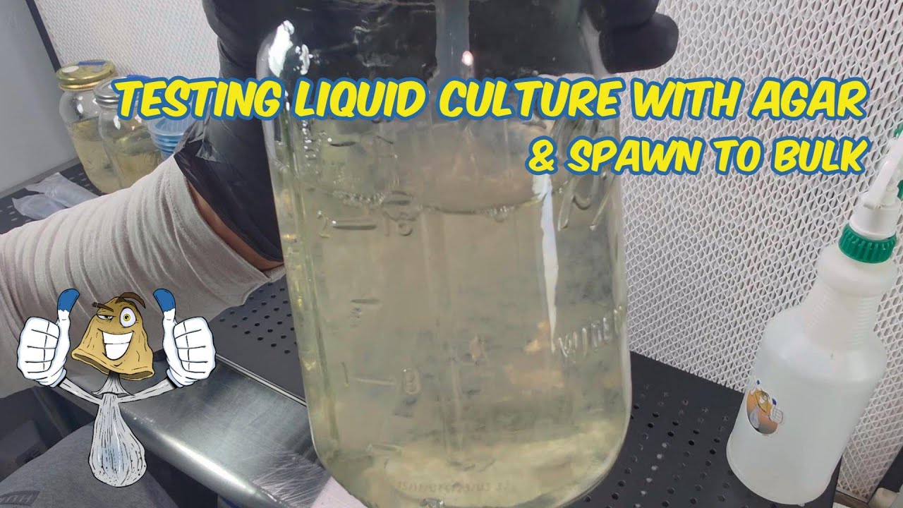 Testing Liquid Culture With Agar & Spawn To Bulk