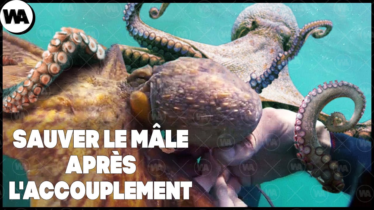 Que se Passe-t-il si on Sauve une Pieuvre Après l'Accouplement ?