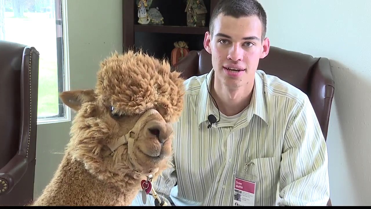 therapy alpaca