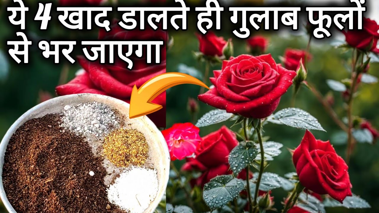 ये 4 खाद गुलाब मै डालते ही इतना फूल आएगा कि देखकर हैरान हो जाओगे।Rose plant care tip & fertilizer 