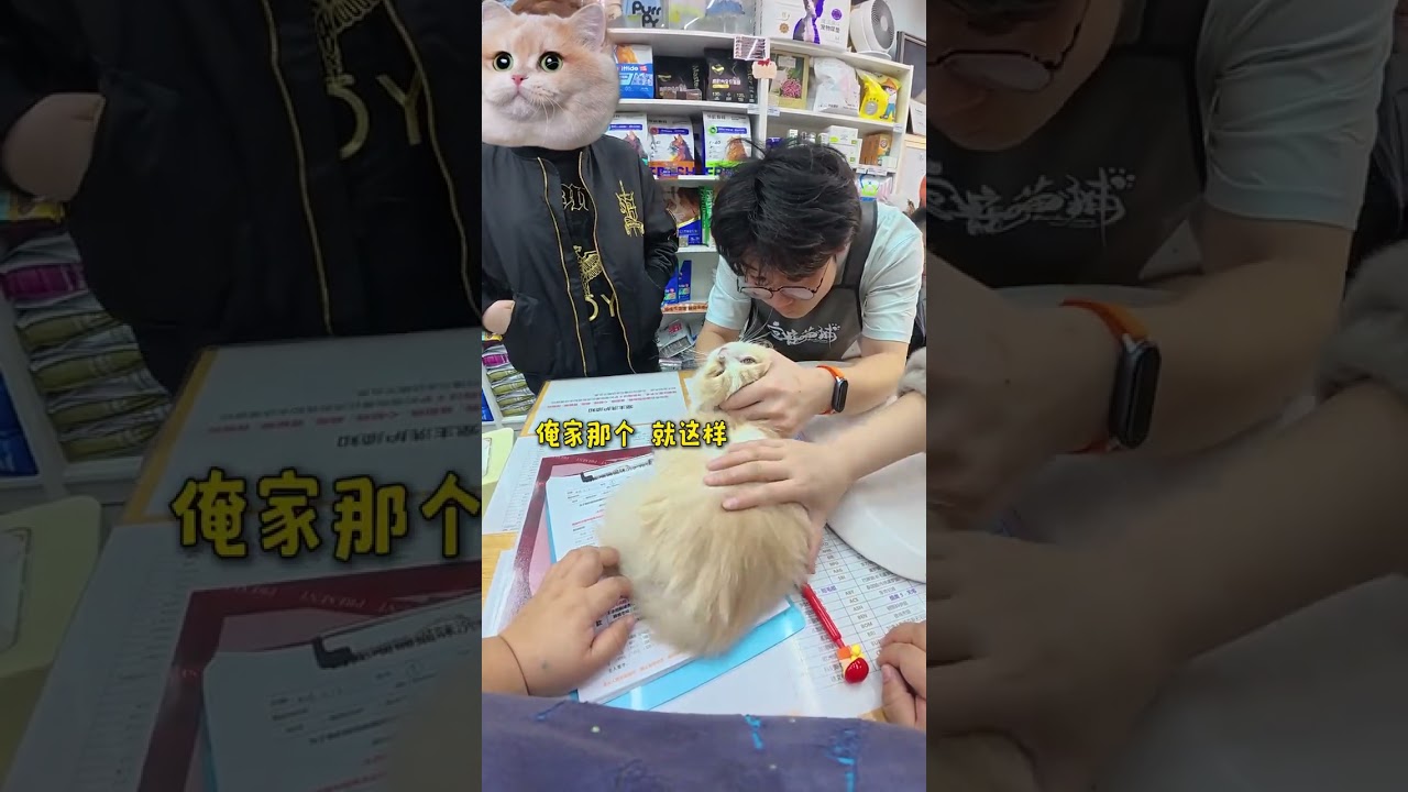 In-Depth: Cat Spa Adventure - Watch This Real-Life Feline Wash Experience