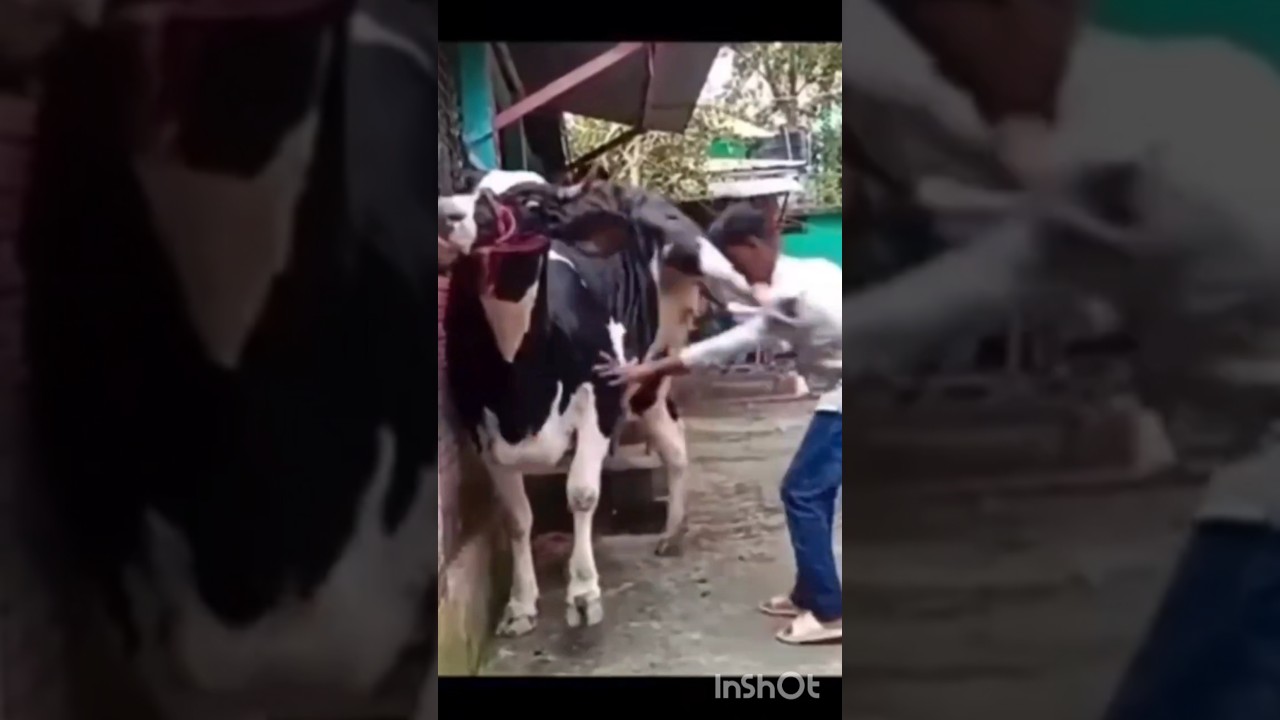 Cow kicks boy rudely #animals #shortsfeed #shortsvideo #shorts #short #cow #kick