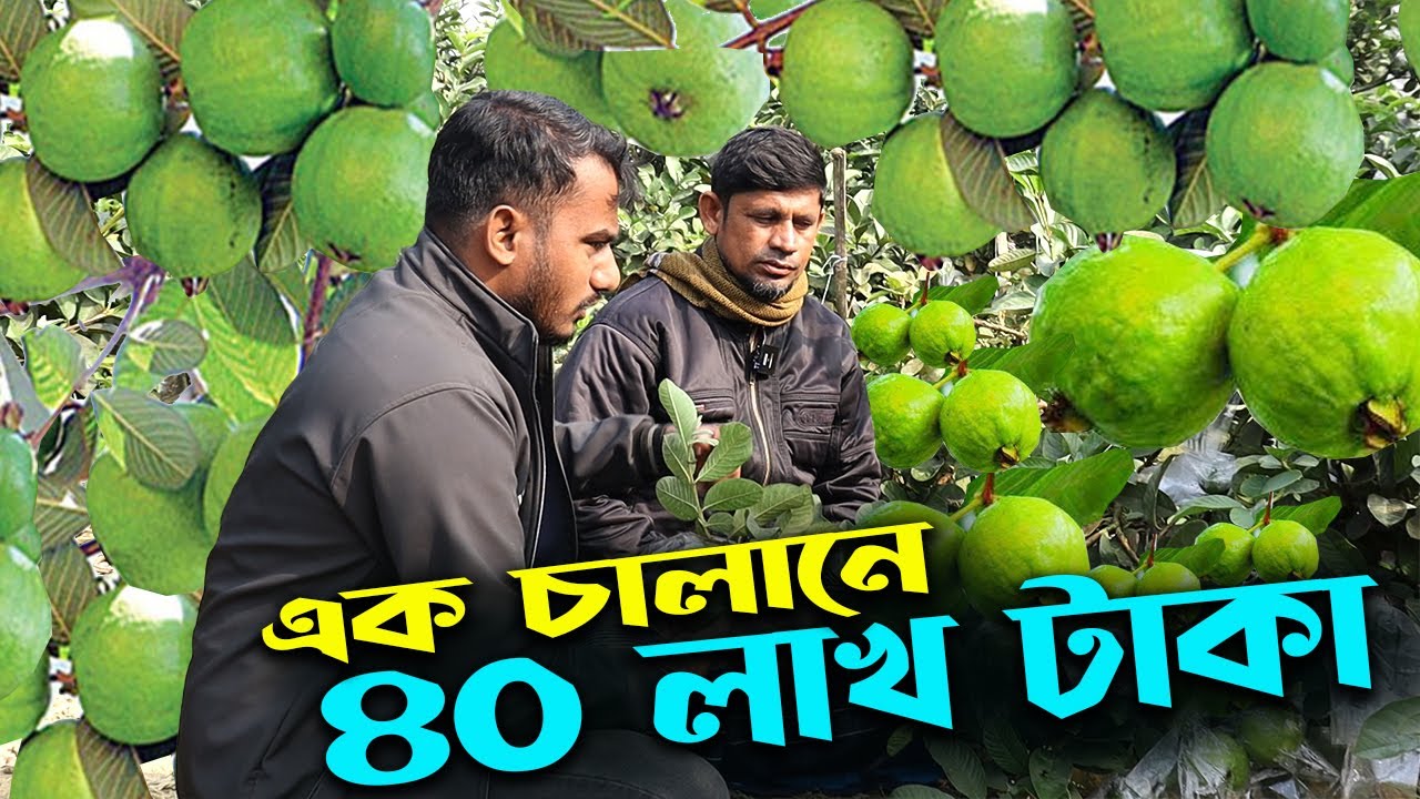 ২০ বিঘায় পেয়ারা চাষে এক চালানে ৪০ লাখ বিক্রি | উদ্যোক্তার খোঁজে
