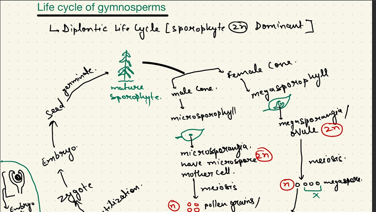 Life cycle of gymnosperms || plant kingdom class 11 || Botony || NEET Biology || Dr. Umesh Shukla