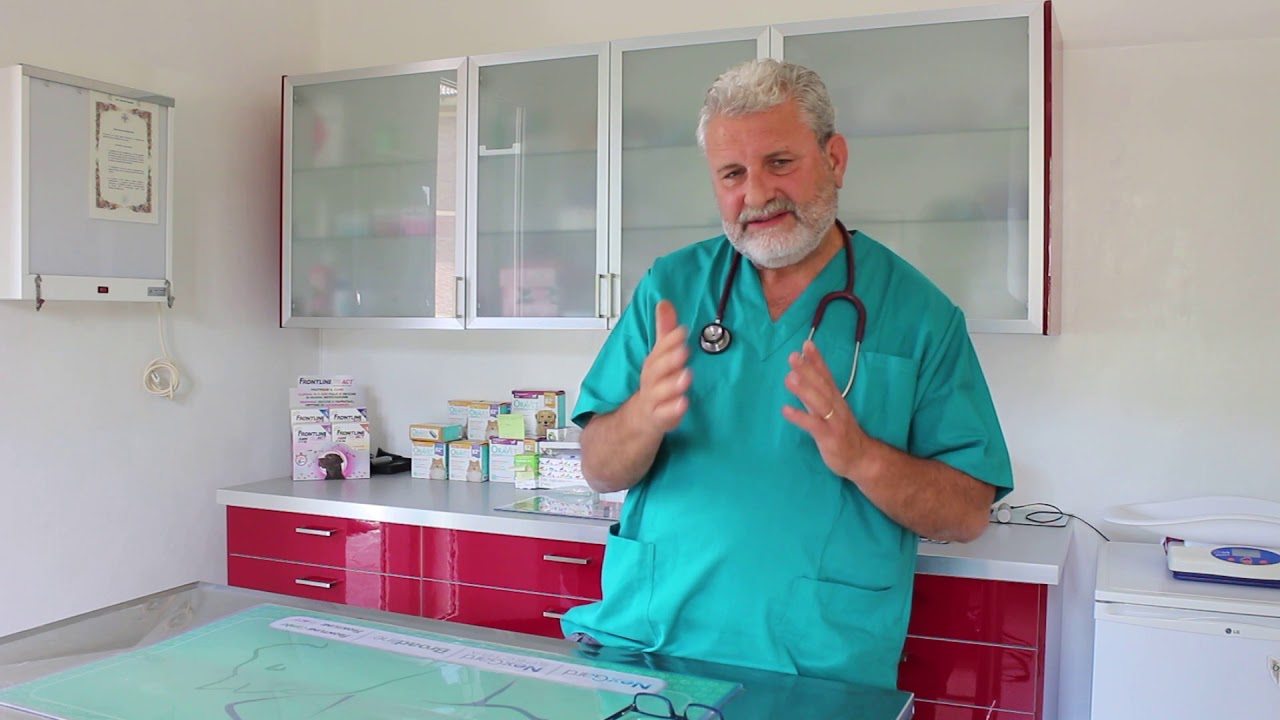 La Sterilizzazione quando farla e perchè. - Il veterinario risponde - di portamiconte