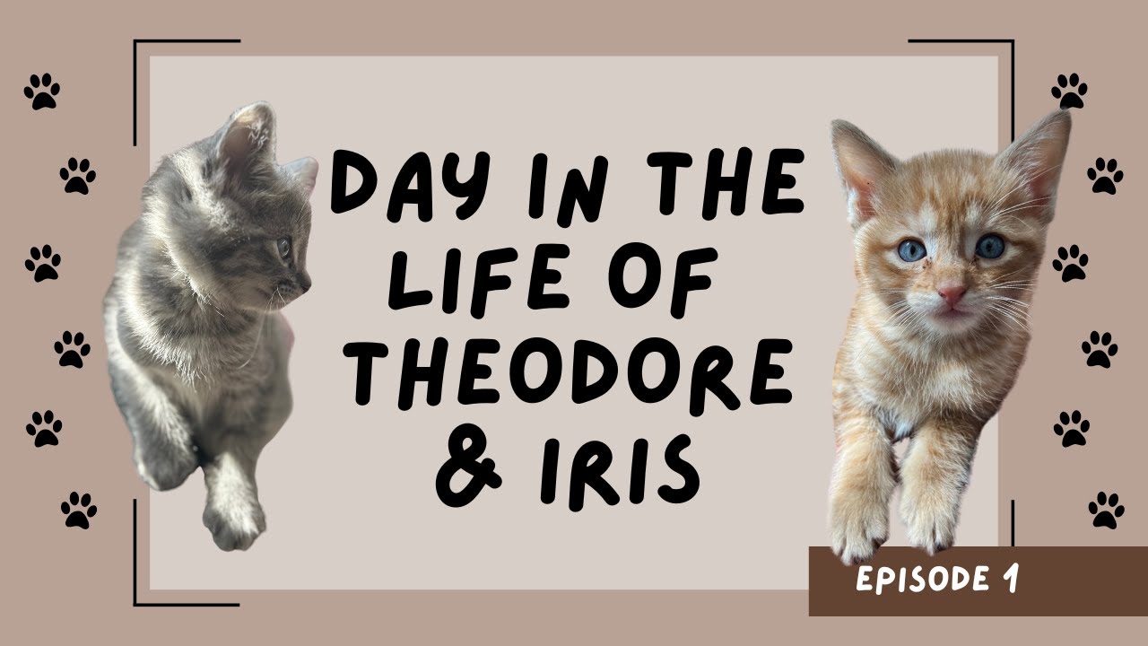 A Day in the Life With Two Tabby Kittens 🐾 | Cute, Chaotic & Completely Adorable