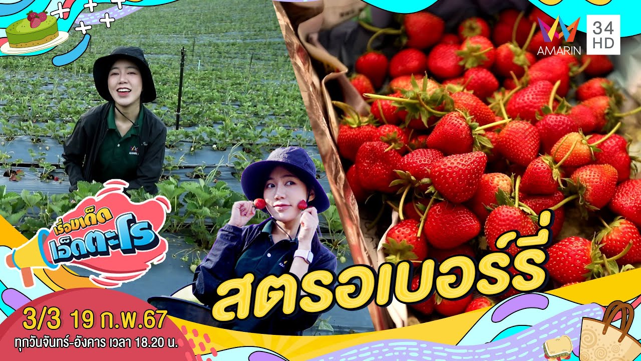 สวนสตรอเบอร์รี่ใหญ่สุดในไทย อ.สะเมิง จ.เชียงใหม่ | เรื่องเด็ดเอ็ดตะโร | 19 ก.พ.67 (3/3)