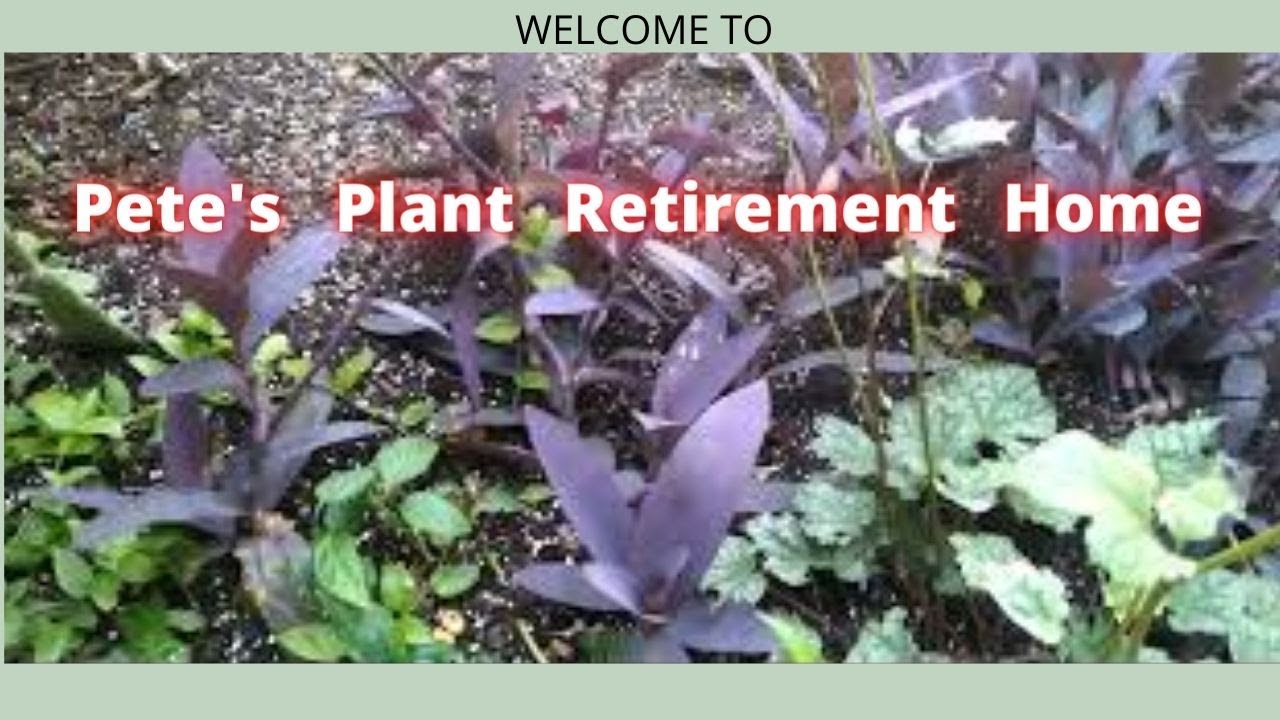 Welcome to Pete's Plant Retirement Home