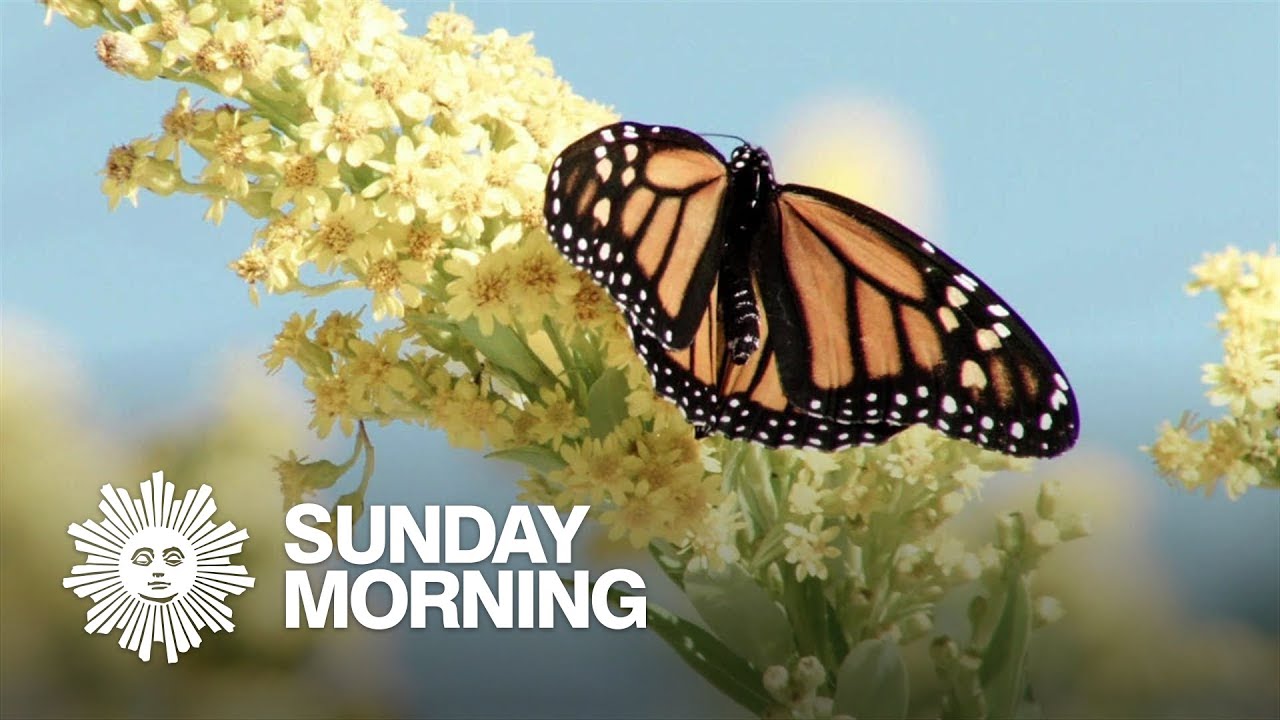 Nature: Monarch butterflies in New Jersey