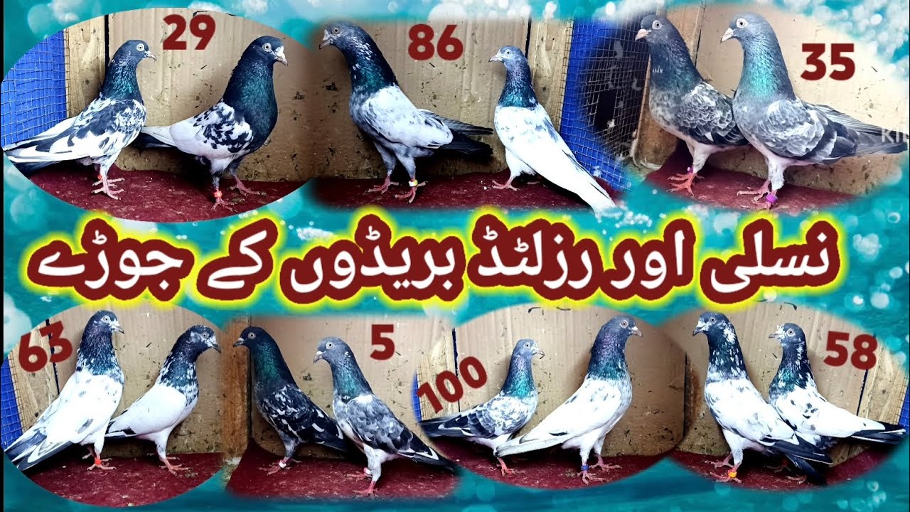 Pigeon pairs all pairs are best breeds