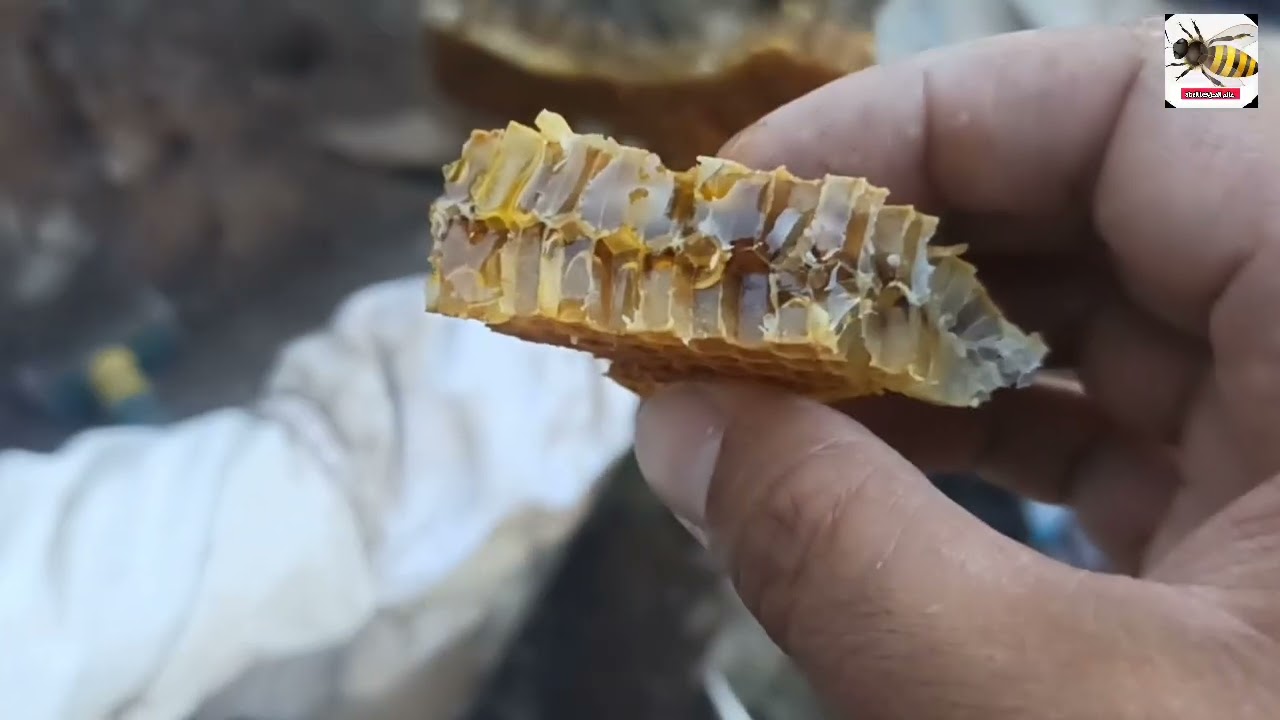 مغامرة اصطياد النحل و العثور على خلية نحل كبيرة تسكن الجبل