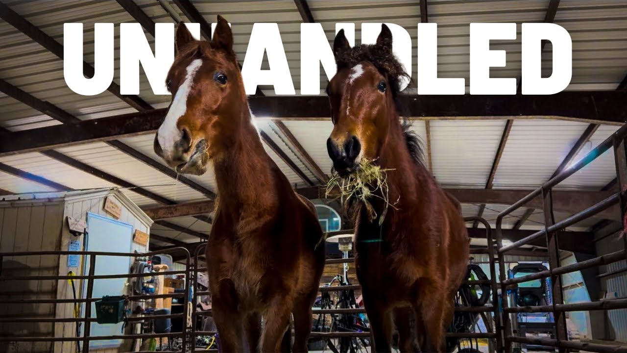 UNHANDLED Horses! “To Buy Or Not To Buy?”