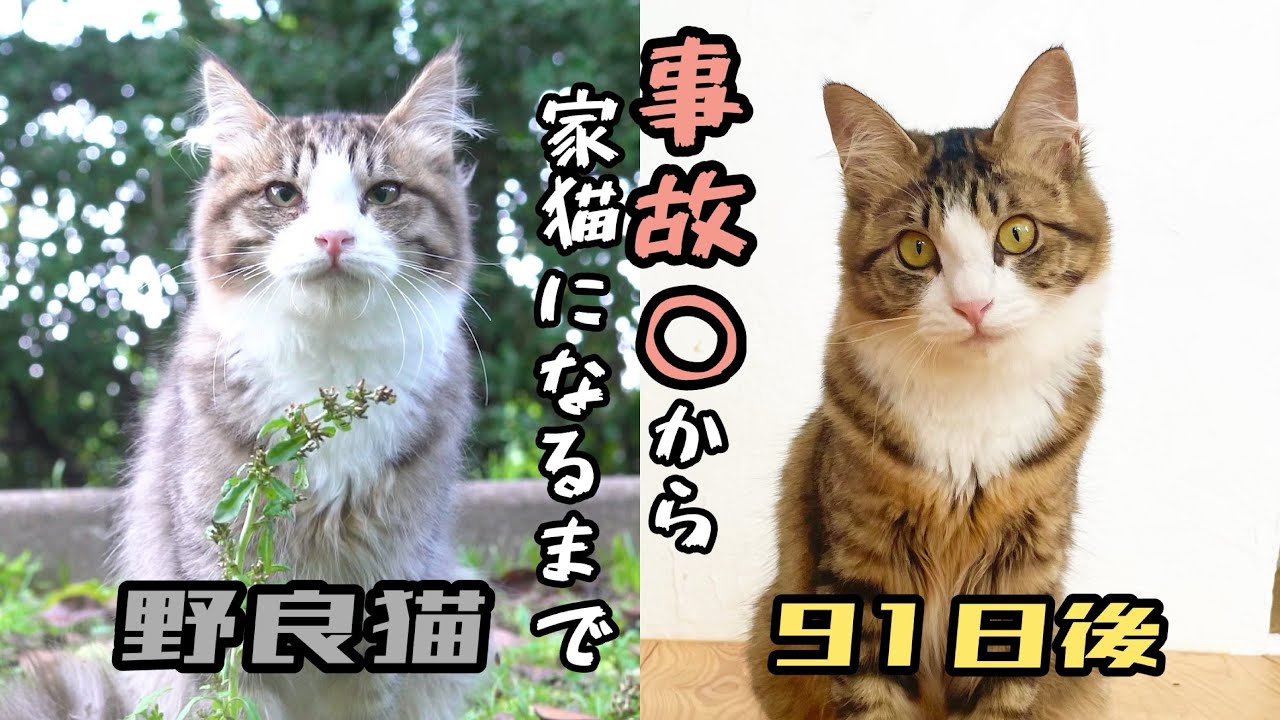 家族猫の○体を見つけ保護して家猫になるまでの91日間のお話し【桜の下の猫】総集編