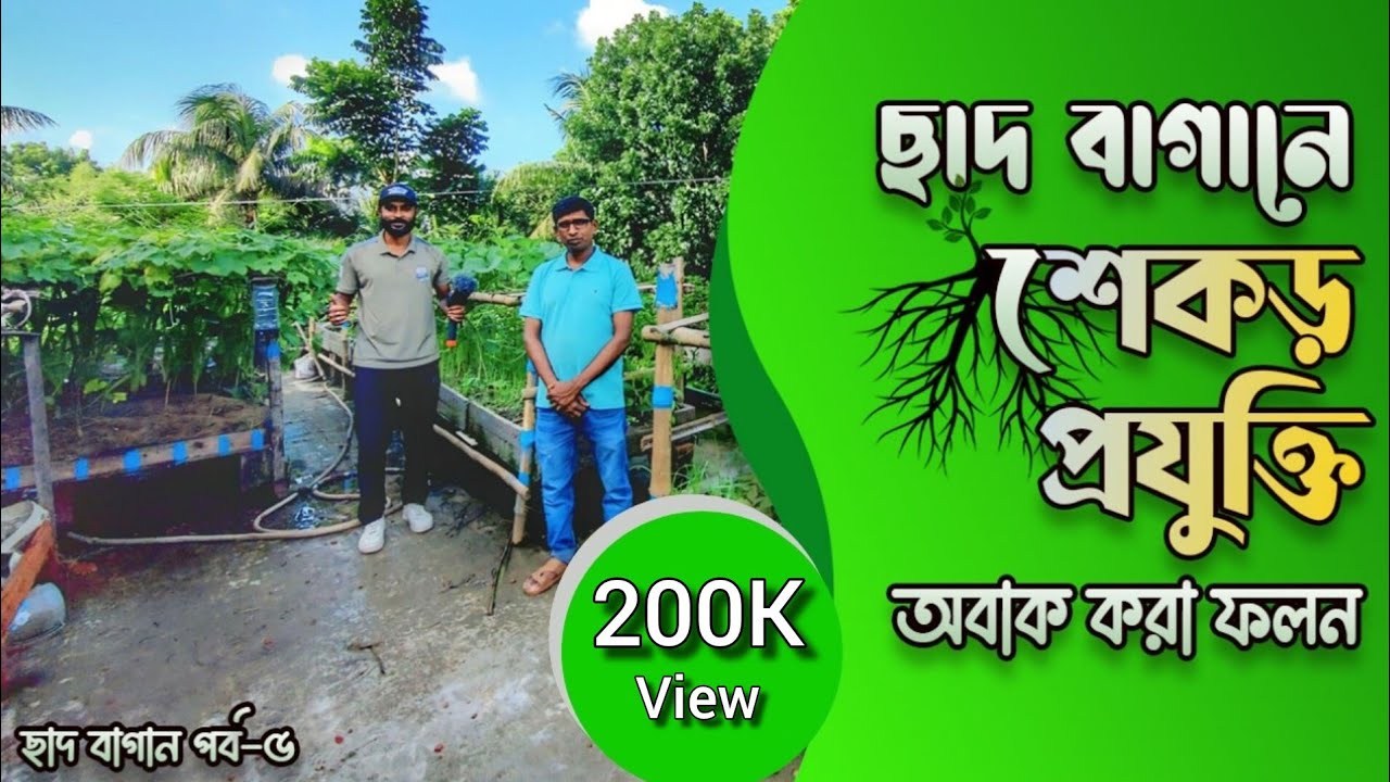 শেকড় প্রযুক্তিতে বদলে গেছে ছাদ বাগান | যশোরের এই ছাদ বাগানে ফলন দেখলে অবাক হবেন!