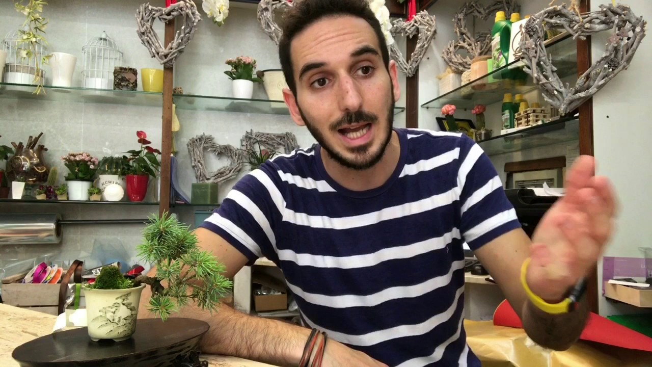 Aumentiamo il vigore di un ramo