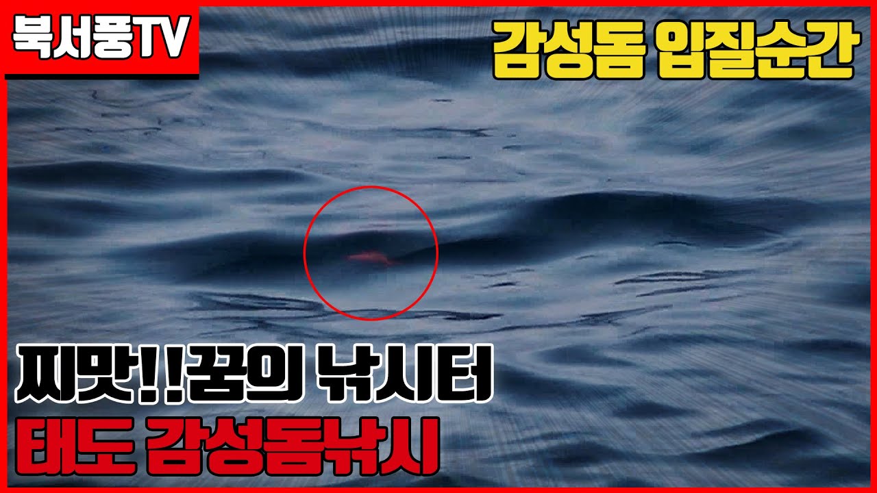 감성돔 입질순간 찌맛!!꿈의 낚시터 태도 감성돔낚시