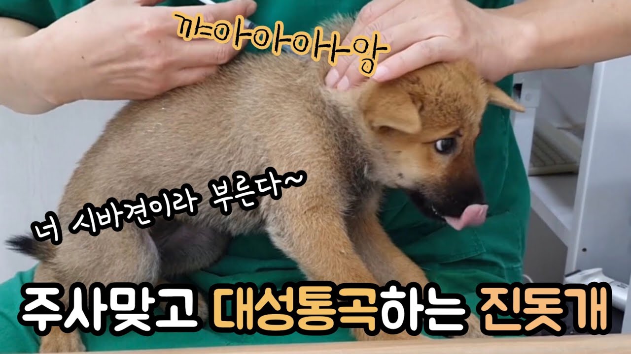 주사 맞기도 전에 떠나가라 비명지르는 강아지