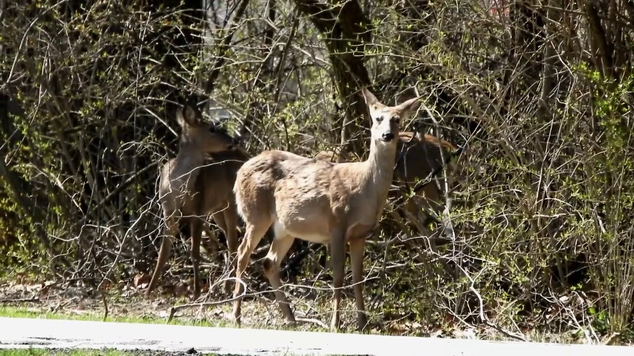 #DeerLife