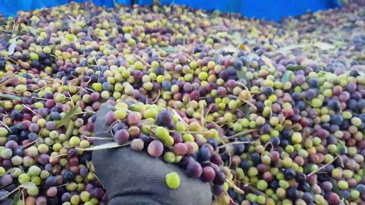 Beş Yaş Arbequina Zeytin Hasadı