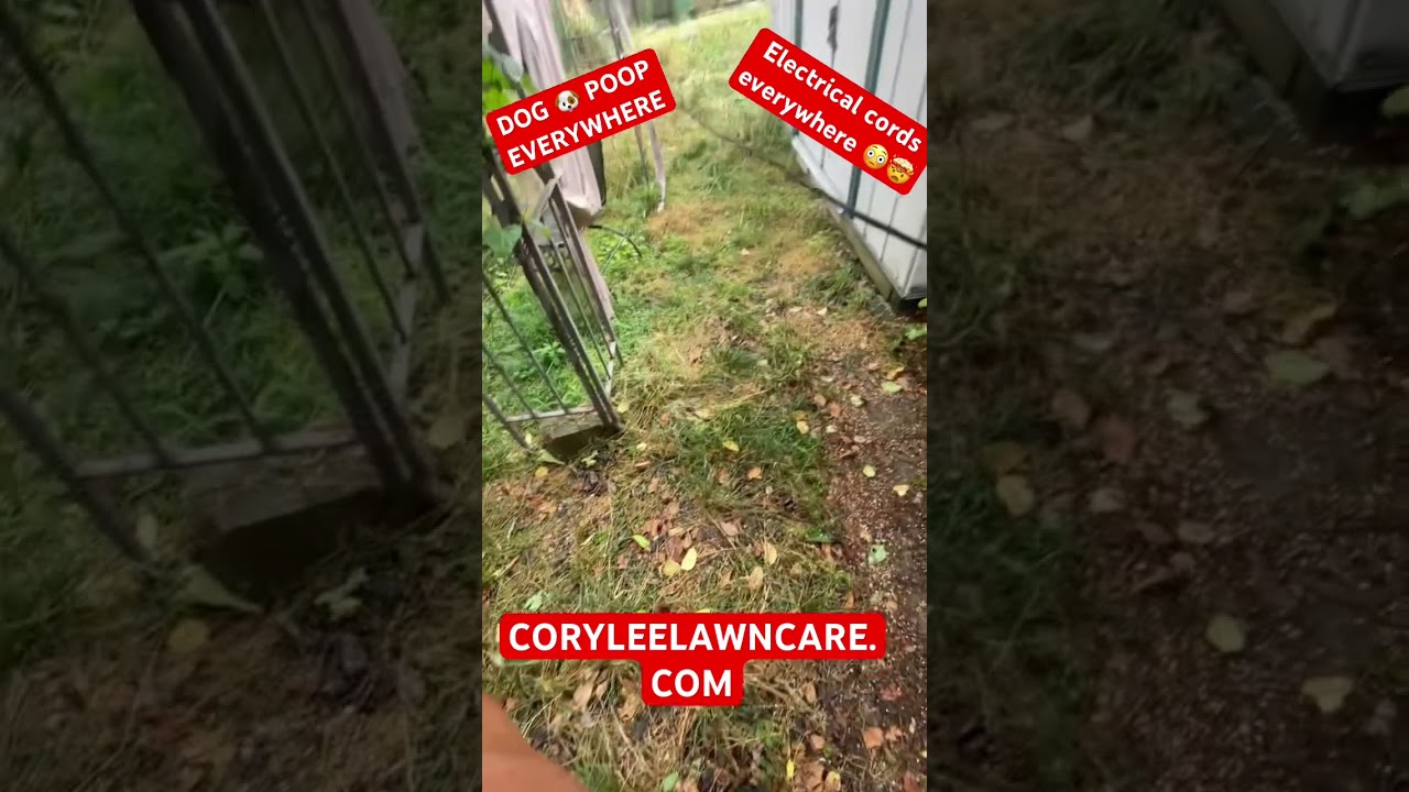WOW DANGEROUS ⚡️ ELECTRICAL LINES DOWN AND DOG POOP 💩 EVERYWHERE HOW MUCH WOULD YOU CHARGE ?