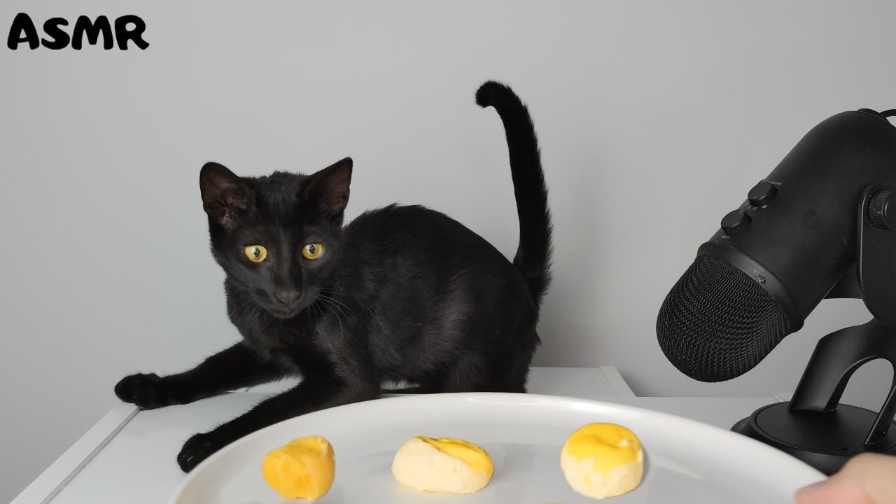 Kitten eating boiled yolk ASMR