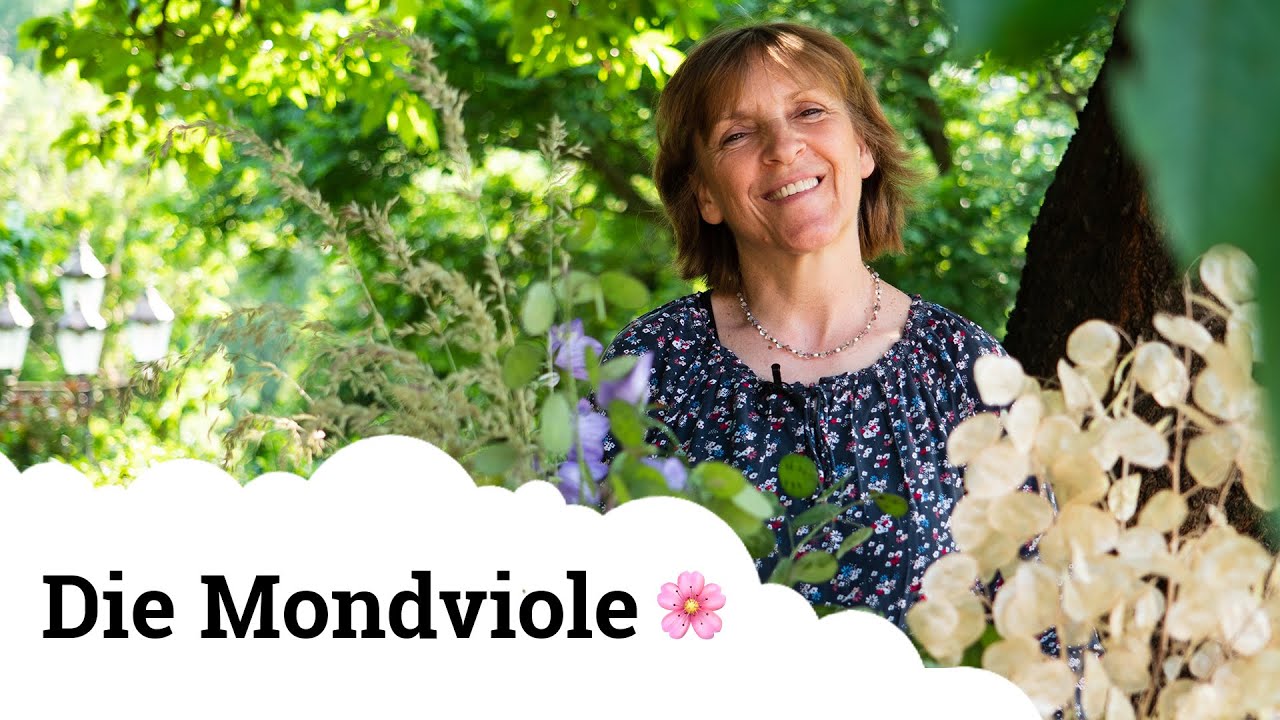 Die Mondviole | Eine der faszinierendsten Pflanzen in meinem Garten 😍🌱