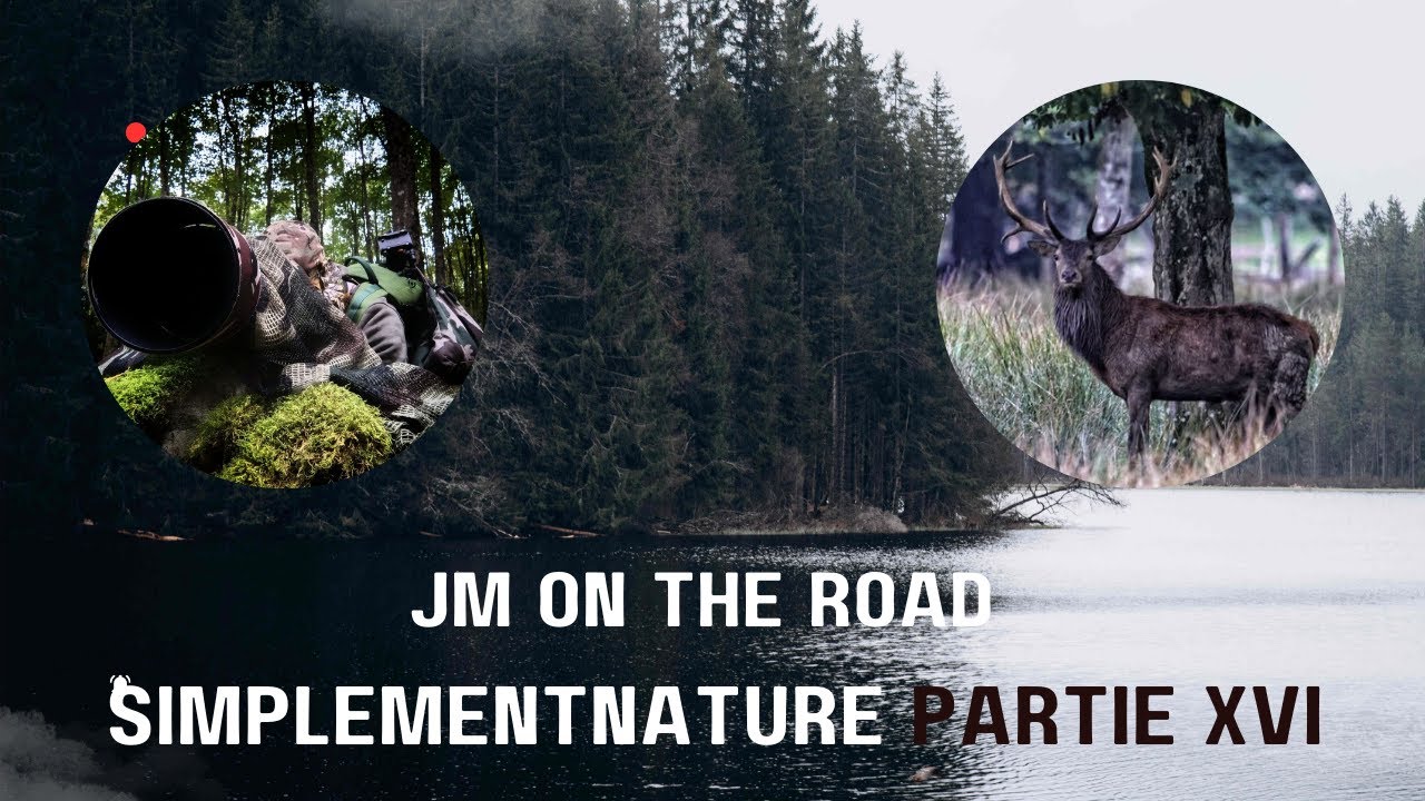 WILDLIFE SIMPLEMENT NATURE PARTIE XVI BRAME DU CERF