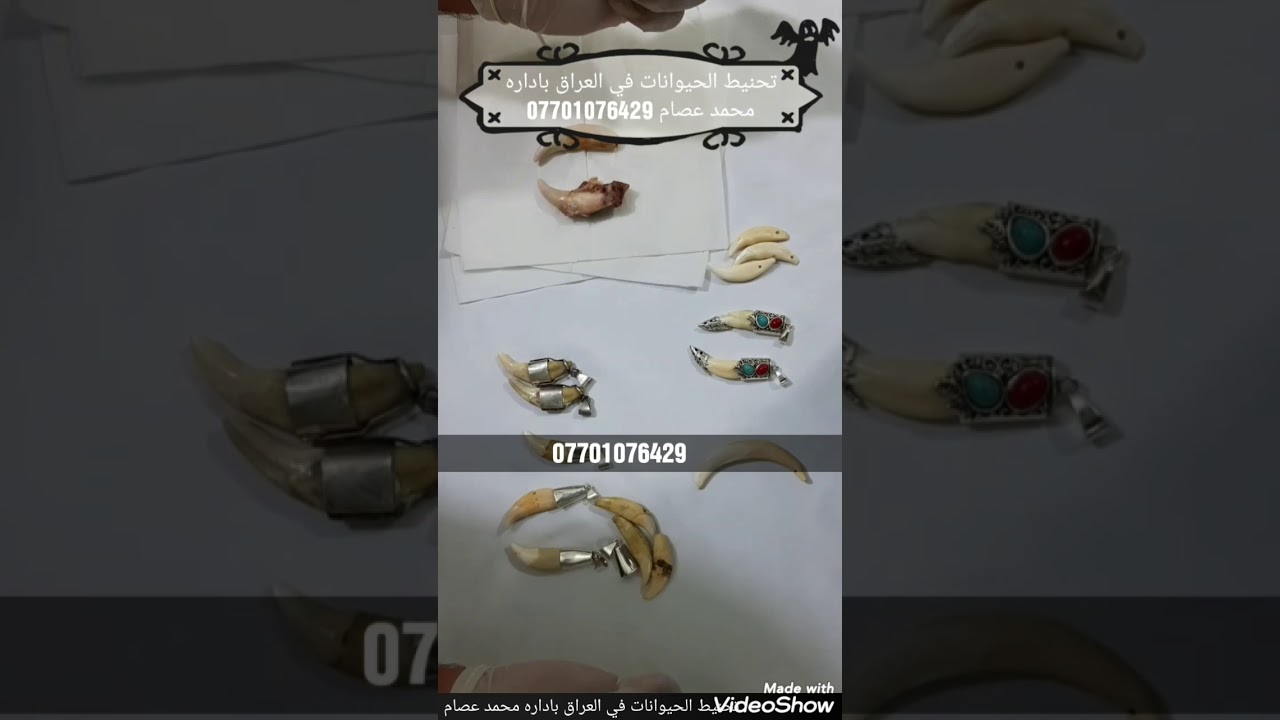ناب ذيب شرح عن ناب الذيب وناب الاسد وناب الخنزير
