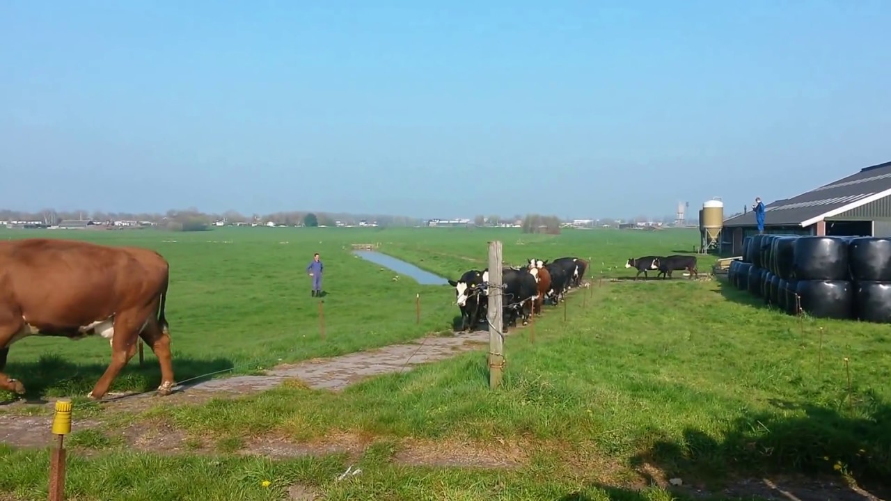 De blaarkoppen zijn de wei weer in!