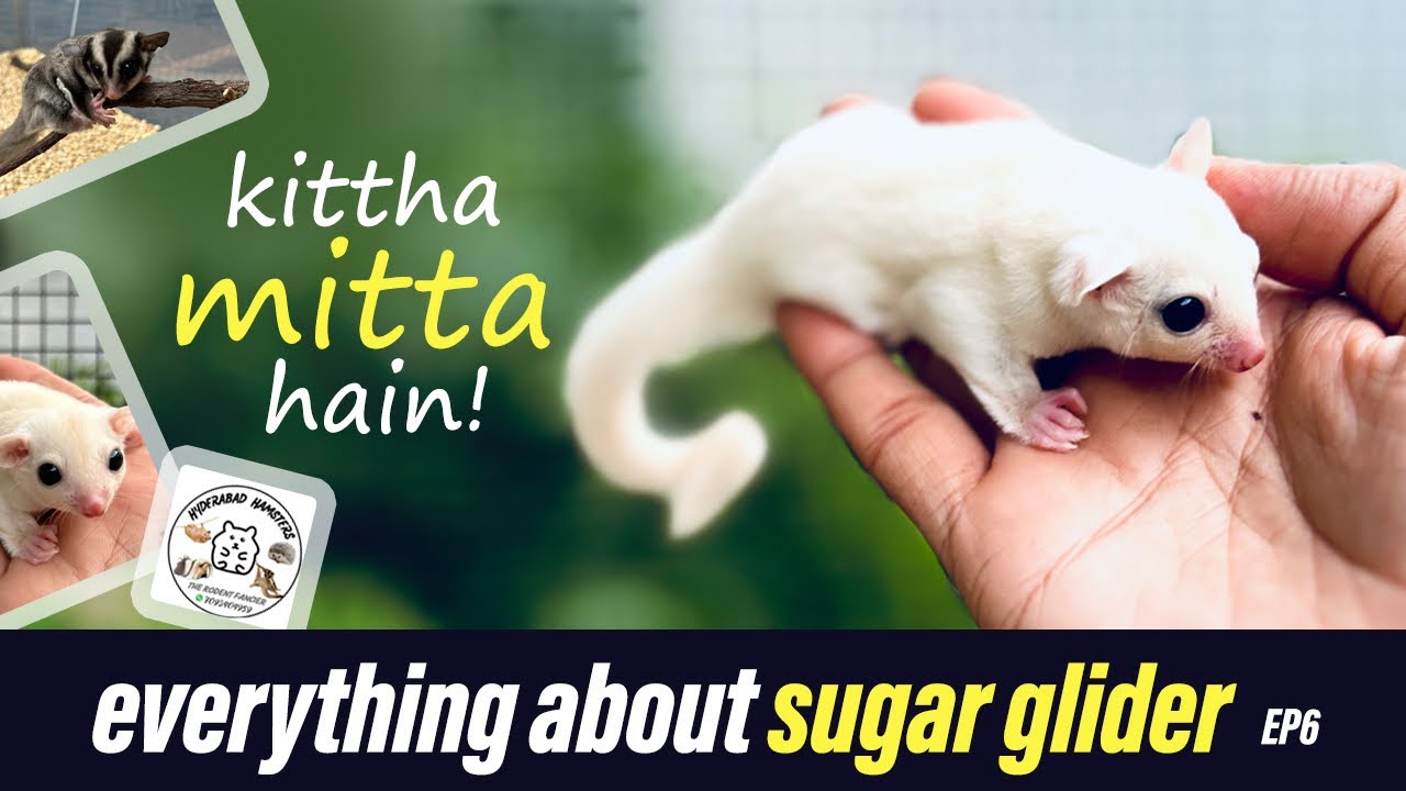 Sugar Glider As Pet | Exotic Pets in India #sugarglider #sugarglidercare #exotic #pets #petsvlog