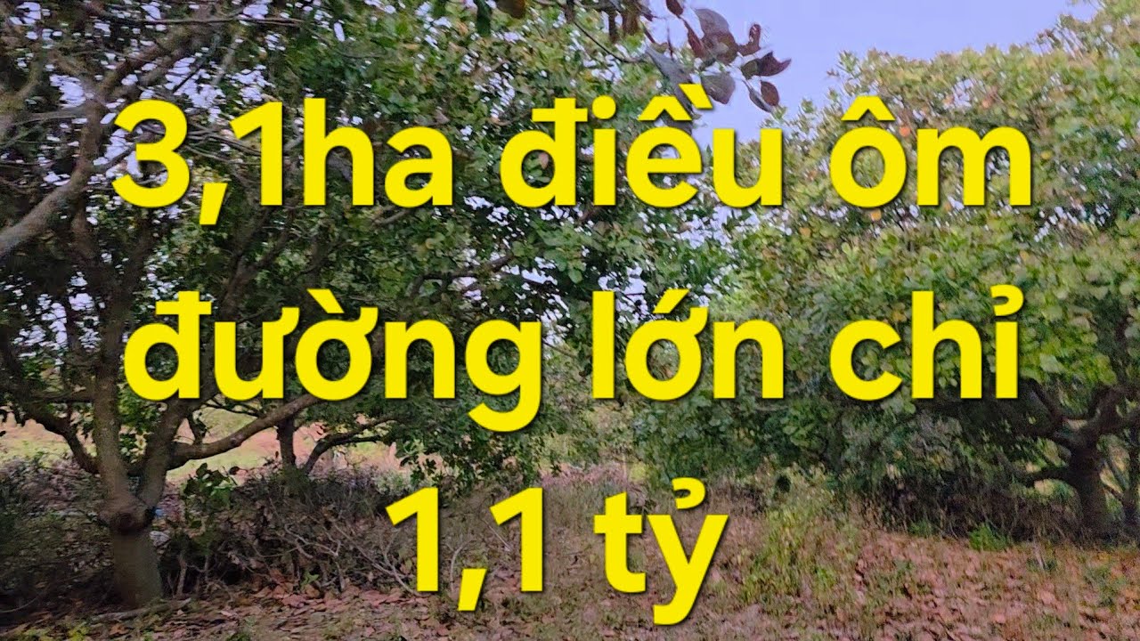 3,1ha điều ace quan tâm lh 08 22 72 76 79 