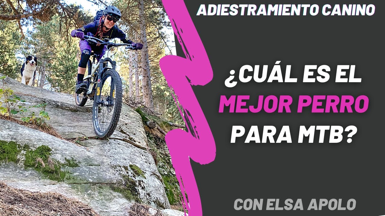 🚵‍♀️🐕Trail dog ¿Cuál es el mejor perro para bicicleta de montaña MTB? Adiestramiento, Elsa Apolo