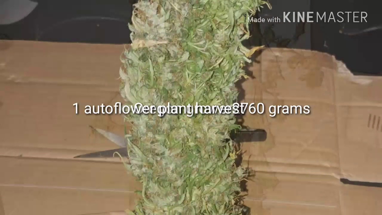 1 plant harvest. Autoflower northern lightsxheadlight kush