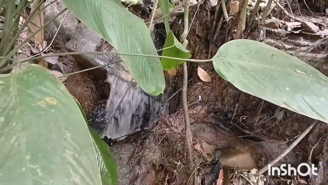 COISA DA NATUREZA 