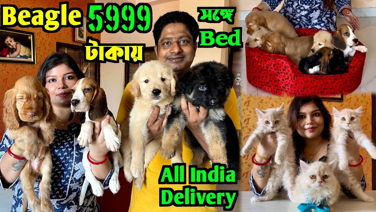 মাত্র 5999 টাকায় Beagle Puppy কিনুন। Dog Puppy in Kolkata Price। Kolkata Dog Kennel।