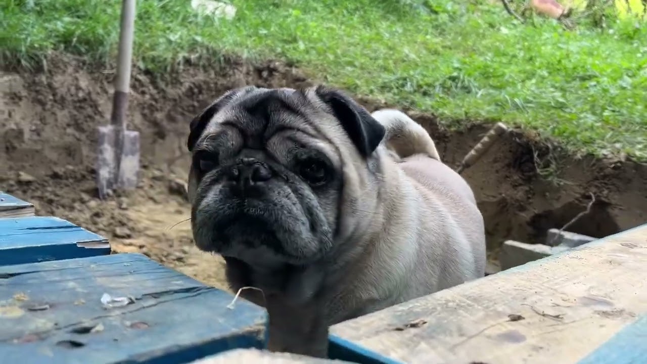 DIY with Maurice The Pug
