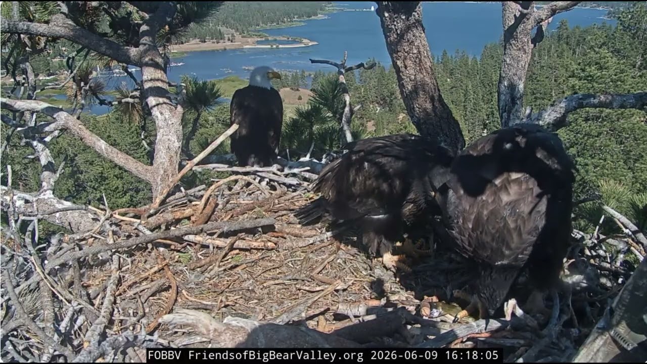 Sandy and Luna learn to steal and protect their prey 09.06.2026 @FOBBVCAM