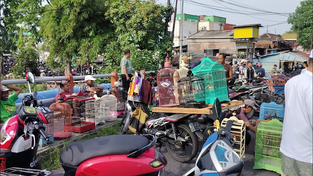 pagi - pagi ketemu penjual burung cendet pakai plastik di jembatan Kalimas Pb PETEKAN 