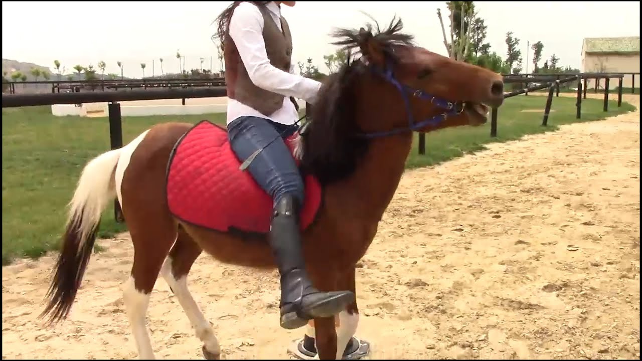 Equestrian training