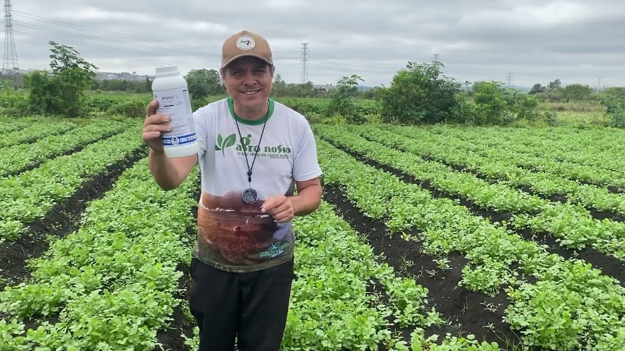 68 DIAS QUE PLANTEI O COENTRO S&Oacute; VIM COLHER HOJE - Dicas de como matar o mato no coentro