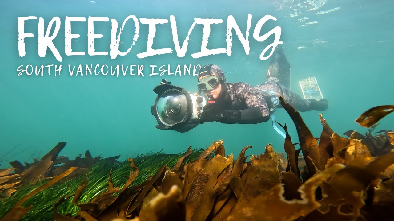 Incredible Freediving on Southern Vancouver Island (4K) | Orca's Hunting and Kelp Forest!