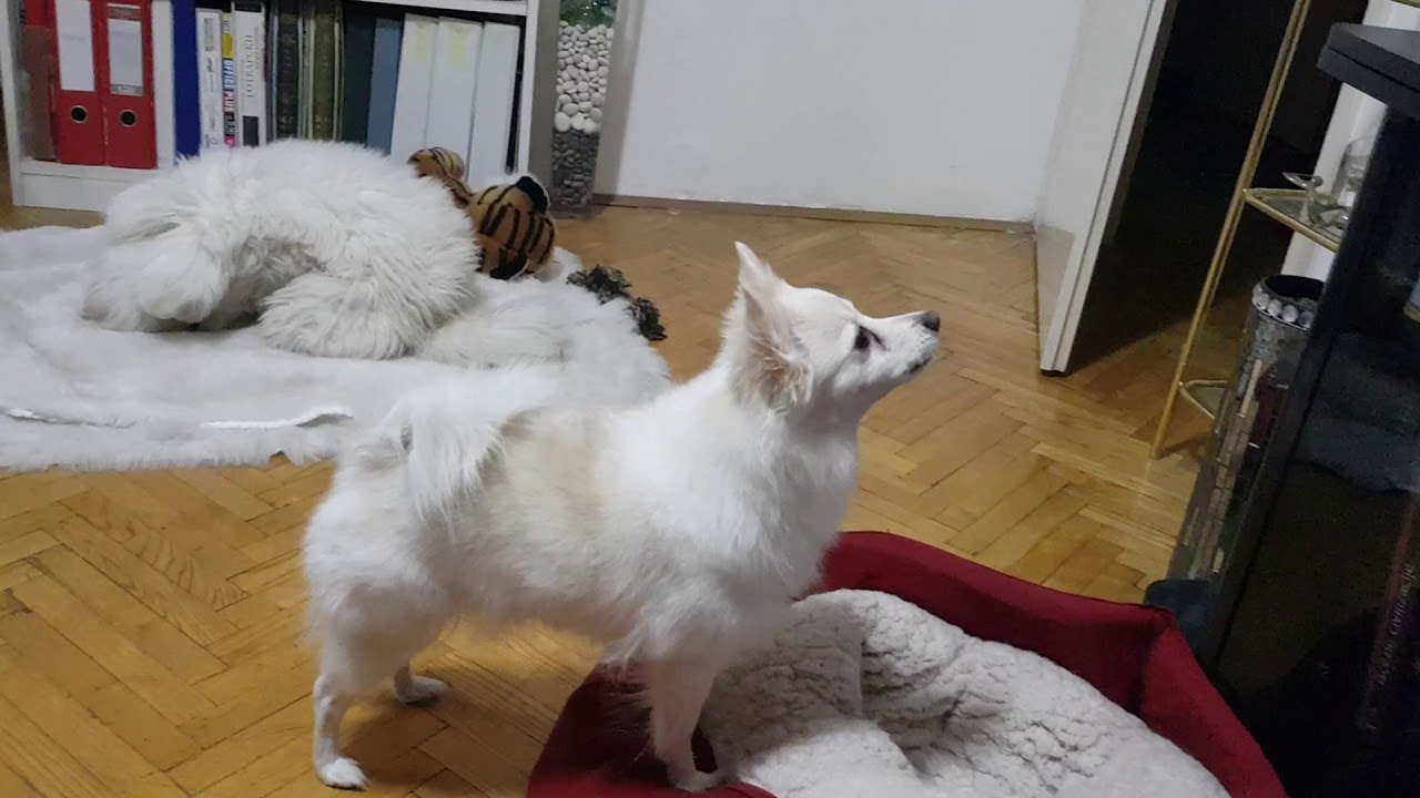 GERMAN SPITZ, BARKING AT TV FULL WITH ANIMALS