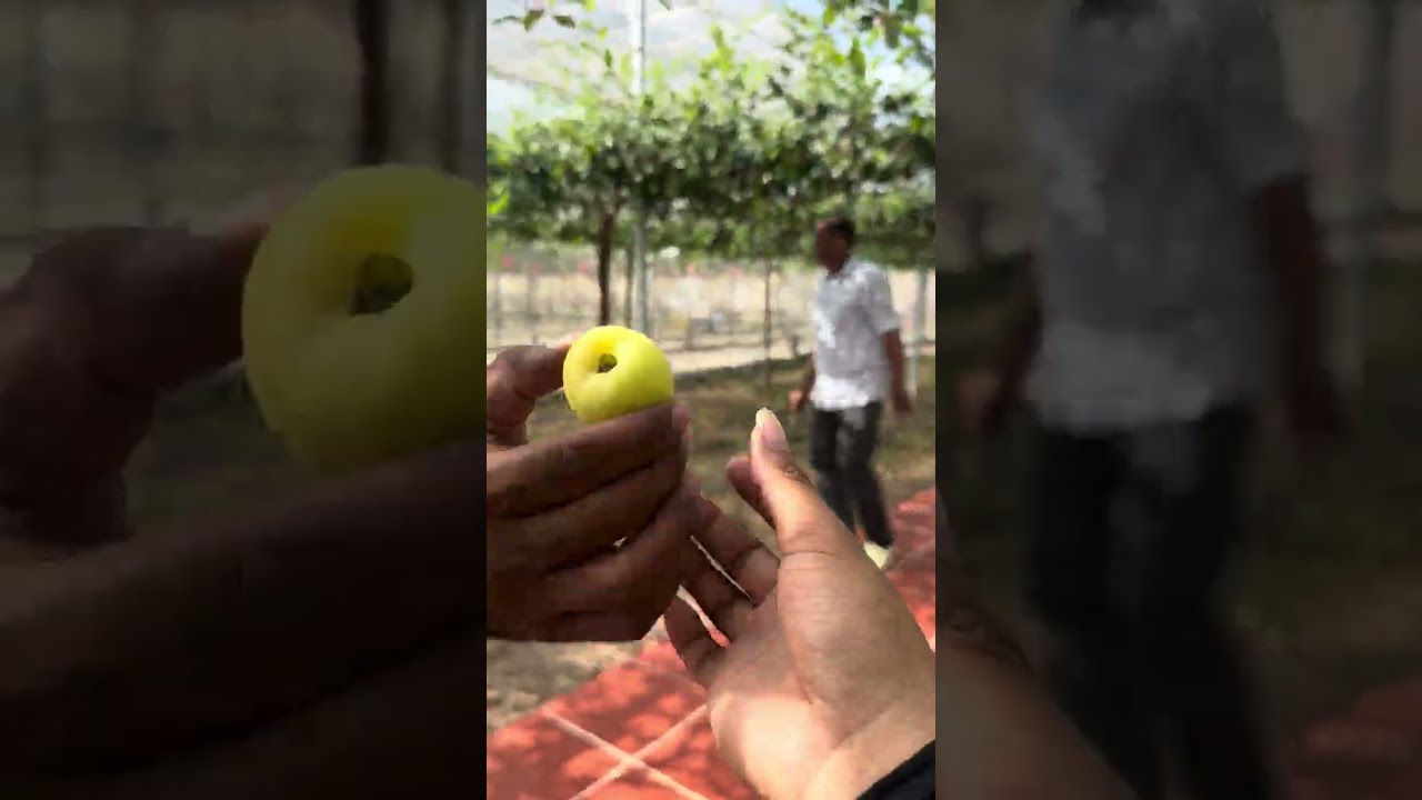 Đột nhập vườn nho và táo tại sóc trăng ăn tràn bản họng