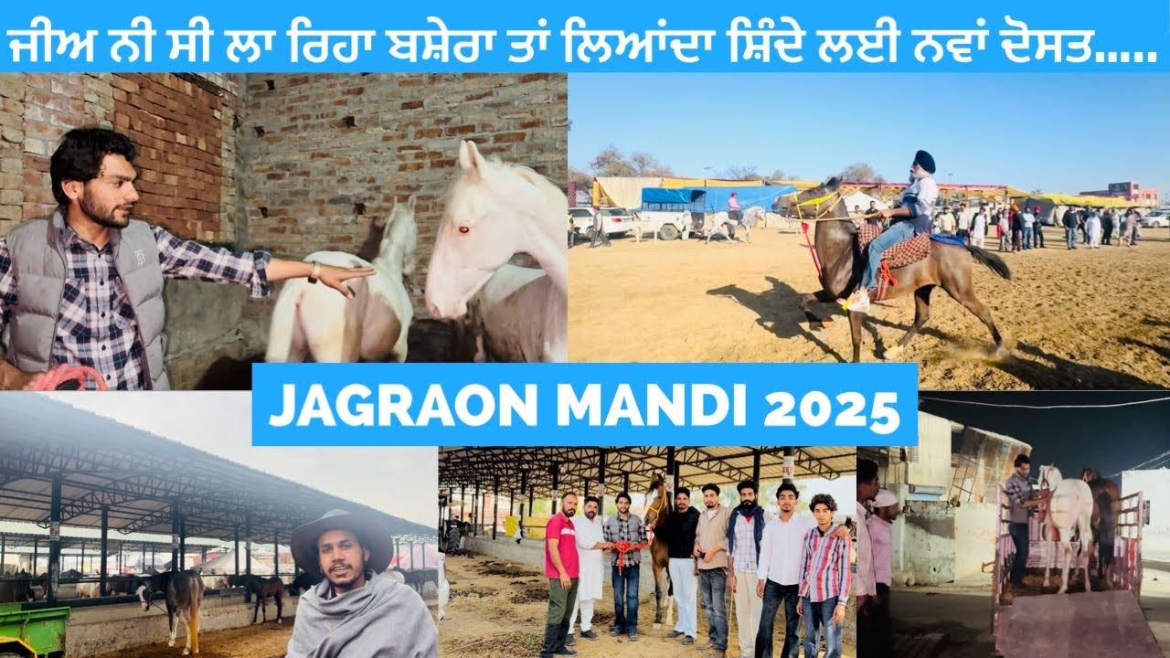 ਜੀਅ ਨੀ ਸੀ ਲਾ ਰਿਹਾ ਬਸ਼ੇਰਾ ਤਾਂ ਲਿਆਂਦਾ ਸ਼ਿੰਦੇ ਲਈ ਨਵਾਂ ਦੋਸਤ….. JAGRAON HORSE MANDI 2025